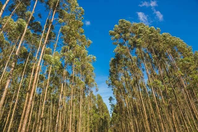 F&aacute;brica &eacute; vista como salva&ccedil;&atilde;o de cidade que sofre sem emprego