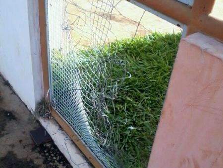 Al&eacute;m da falta de kits e carne, creches est&atilde;o sujas com fezes de pombo