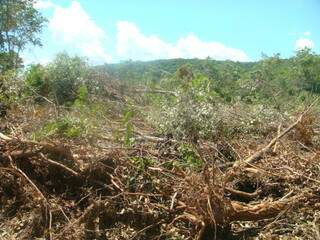 Proprietário rural foi multado por derrubar árvores de forma ilegal em 24 hectares. (Foto: Divulgação)