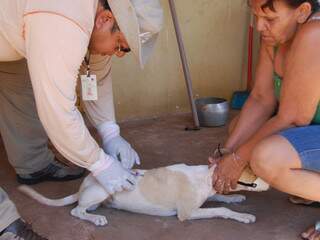 Em agosto, animais do Jardim Anache foram vacinados contra raiva de forma emergencial, após caso de cão com vírus. (Foto: Simão Nogueira)