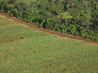 Plantação de cana-de-açúcar lindeira a área de floresta; Unica afirma que novo programa barra desmatamento para plantio. (Foto: Divulgação)
