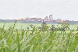 Área plantada de cana-de-açúcar deve passar a 738 mil hectares. (Foto: João Garrigó)