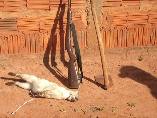 Homem mata gato enforcado e diz &agrave; Pol&iacute;cia que ele o &quot;incomodava&quot;