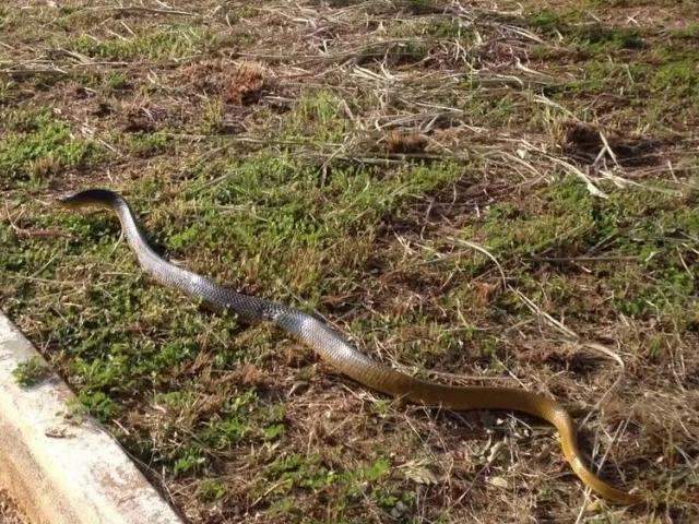 Cobra de um metro e meio &eacute; encontrada em parquinho de creche