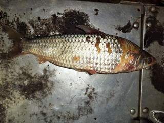 Um dos peixes apreendidos, com sinal de malha. (Foto: PMA)