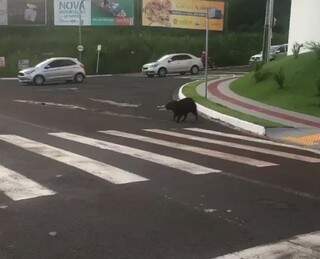 Capivara foi flagrada atravessando na faixa de pedestres em Campo Grande (Divulgação)
