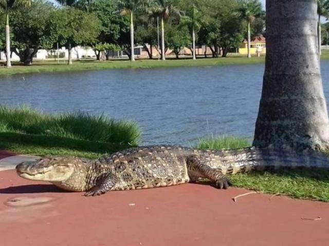 Jacar&eacute;s devem ser retirados da Lagoa Maior ainda nesta semana 