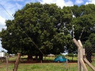 Árvore de onde criança teria caído de uma altura de aproximadamente 7 metros. (Foto: Nova News)