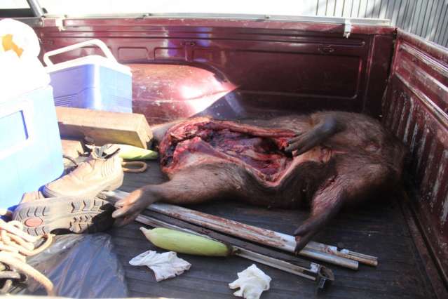 PRF &eacute; preso com capivara abatida, tr&ecirc;s armas de fogo e 103 muni&ccedil;&otilde;es
