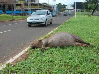 Animal pode ter sido atropelado na madrugada. Este é o segundo atropelamento de capivara em 2011 na Capital (Foto: Simão Nogueira)