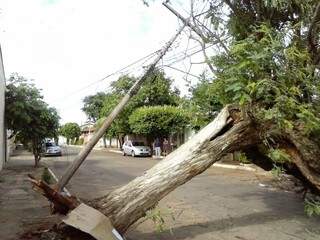A árvore derrubou o poste e deixou moradores sem energia e telefone (Foto: Renan Nucci)
