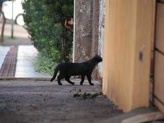 Gato observa movimento dentro de residência em travessa do bairro São Francisco (Foto: Fernando Antunes)