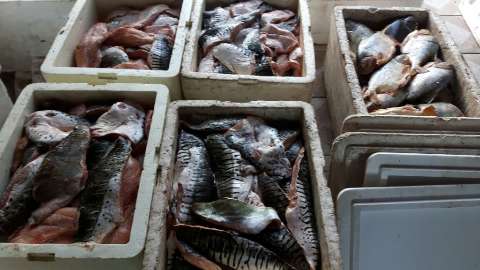 Em dois meses de Piracema, polícia apreende 1,2 mil quilos de pescado