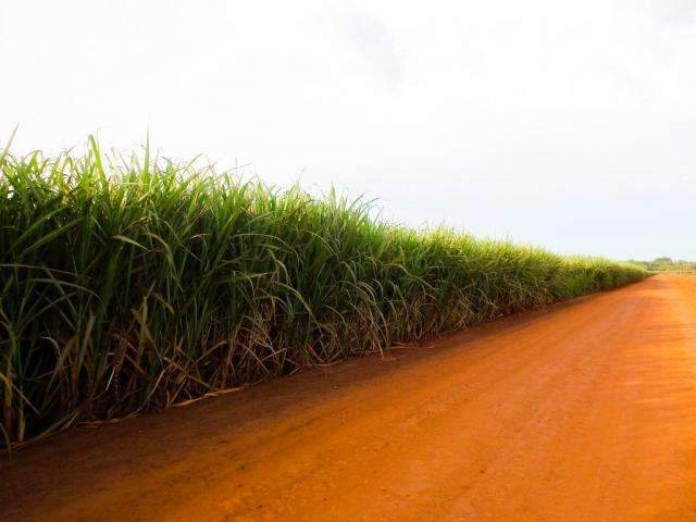 Cana-de-a&ccedil;&uacute;car atinge 20% do valor de produ&ccedil;&atilde;o das lavouras de MS