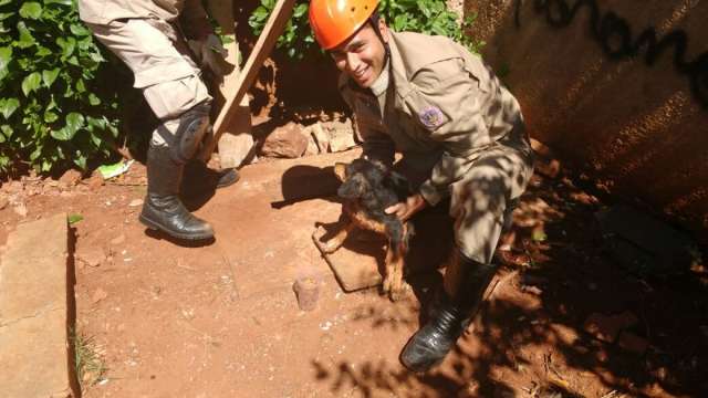 C&atilde;o fica preso em bueiro e resgate d&aacute; trabalho, mas tem final feliz