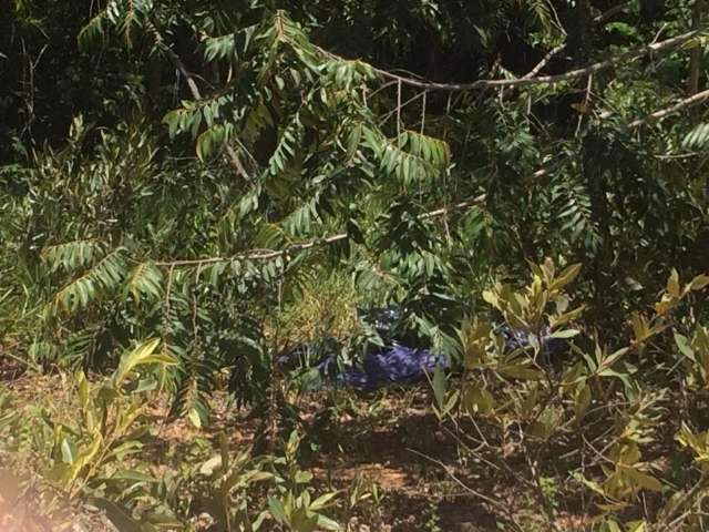 Apicultor chama pol&iacute;cia e bombeiros, mas cad&aacute;ver no mato &eacute; de cachorro