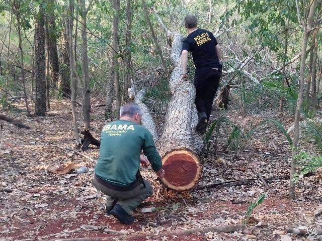 &Iacute;ndio &eacute; multado em R$ 5,7 mil por extrair madeira de reserva ind&iacute;gena