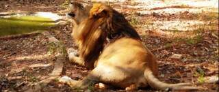 Antuak irá morar em uma espaço de 1.000 m² com duas leoas, no santuário Rancho dos Gnomos, em Cotia (SP) (Foto: IviNotícias)