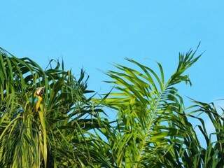 Registro do céu de Campo Grande. À esquerda,
uma arara na vegetação. (Foto: André Bittar).