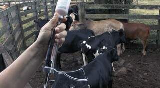 Vacinação começou nesta terça-feira (1) e deve imunizar mais de 10 milhões de bovinos e bubalinos. (Foto: Divulgação)