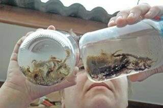 Escorpiões invadem casas em Dourados (Foto: Dourados Agora)