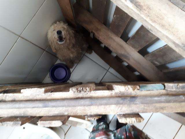 Em 2018, 21 pessoas foram multadas por maus-tratos a animais em MS