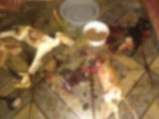 Corpo dos animais mutilados pelo suspeito. (Foto: Divulgação) 