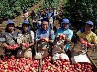 Trabalhadores indígenas de MS seguram as maçãs que colheram no sul no início desse ano (Foto: Divulgação/Funtrab)