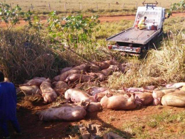 Dezenas de su&iacute;nos morrem ap&oacute;s tombamento de carreta na BR-163 