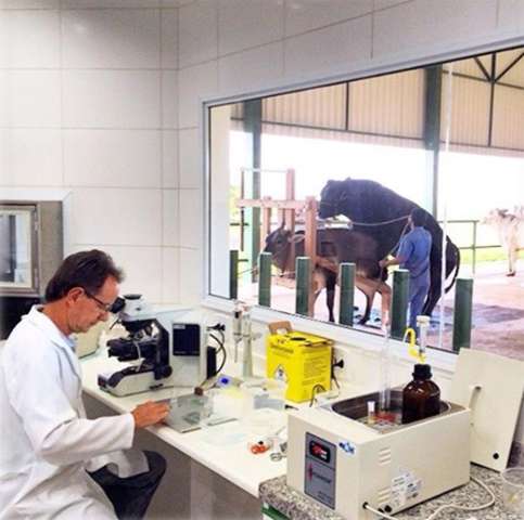 Tecnologia possibilita escolher s&ecirc;men perfeito para fertiliza&ccedil;&atilde;o bovina