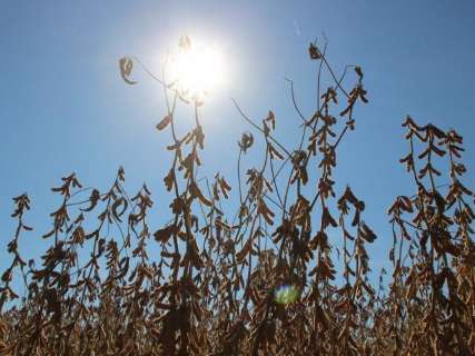 Governo prorroga prazo para cadastro de plantio de soja em MS