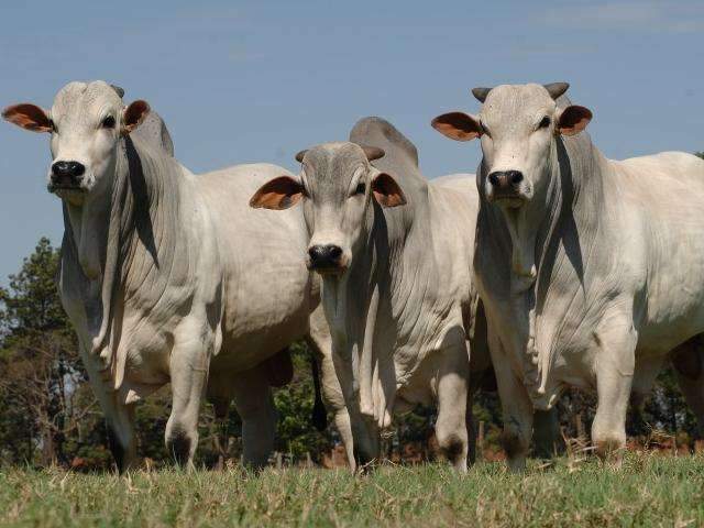 Especialista vem &agrave; Capital debater impacto da Carne Fraca e futuro da pecu&aacute;ria