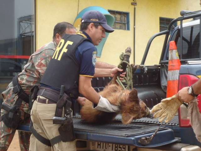 Policiais rodovi&aacute;rios resgatam lobo-guar&aacute; atropelado em BR