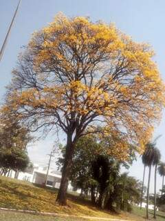Presente nos altos da Avenida Afonso Pena, o Ipê amarelo, também é conhecido como ipê comum.(Foto:Repórter News)
