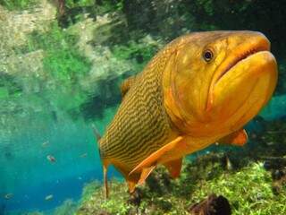 Dourado, peixe cuja pesca é proibida em alguns municípios de MS (Foto: Divulgação)