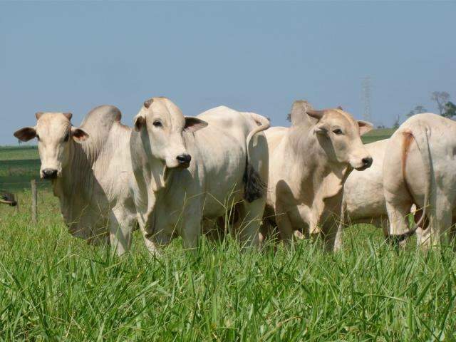 Pre&ccedil;o do boi gordo tem alta de 1,42% na primeira quinzena de agosto