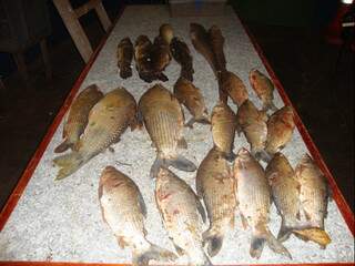 Os peixes tinham marcas de petrecho proibido e entre eles havia exemplares de Piracanjuba, cuja pesca é proibida. (Foto: Divulgação/PMA)