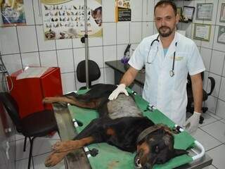 Cão chegou a ser socorrido pelo médico veterinário Antônio de Carvalho Junior, mas não resistiu aos ferimentos (Foto: Maikon Leal/Coxim Agora)