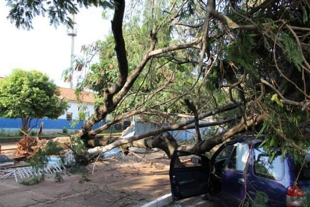 Prefeitura far&aacute; laudo para saber causas de queda da &aacute;rvore