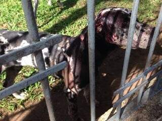 Um dos cães bastante machucado foi fotografado por testemunhas que denunciaram o veterinário (Foto: Divulgação/Ponta Porã Informa)