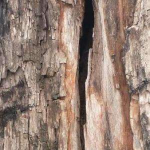 Árvores com risco de queda criam temor de estragos e prejuízos