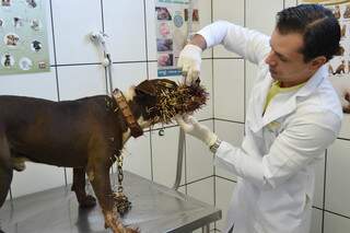 Médico teve que sedar o animal para a retirada dos espinhos. (Foto: Maikon Leal, do Coxim Agora)