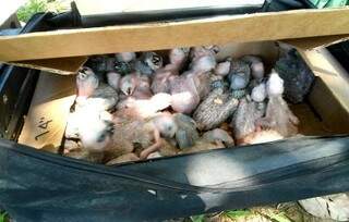 Aves estavam amontoados em caixa. (Foto: Da Hora Bataguassu)