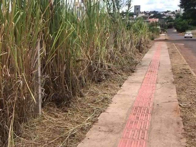 Ap&oacute;s den&uacute;ncia, mato come&ccedil;a a ser retirado, mas ainda sobra lixo em bairro chique