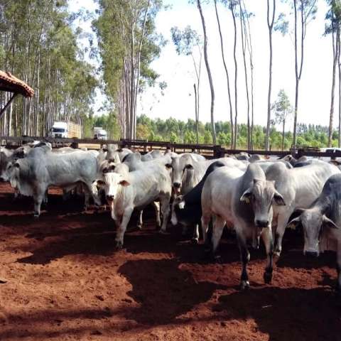 MS &eacute; pioneiro na produ&ccedil;&atilde;o de &quot;carne carbono neutro&quot; copiada pela Austr&aacute;lia