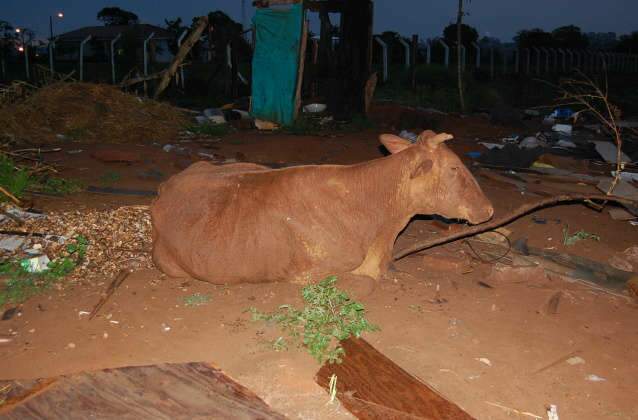  Vaca Mimosa cai em fossa e &eacute; resgatada pelo Corpo de Bombeiros