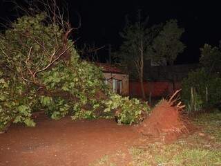 Árvore de grande porte foi arrancada pela raiz (Foto: divulgação/Defesa Civil) 