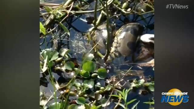 Sucuri devora pato em lago de parque ambiental vizinho de shopping