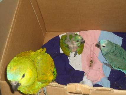 Durante operação, PMA recupera papagaios que seriam traficados 