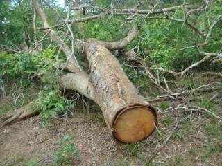 No total, foram derrubadas 57 árvores. (Foto: Divulgação)
